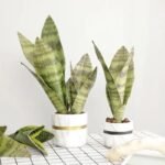 boutures de sansevieria trifasciata a petits prix bouture 639 1