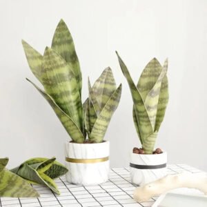 Boutures De Sansevieria Trifasciata à Petits Prix