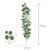 Feuilles d'Eucalyptus Rondes