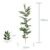Feuilles d'Eucalyptus