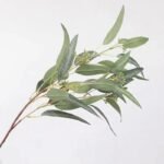 branche deucalyptus globulus pour un parfum naturel apaisant vert 113 2