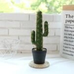 cactus decor pour votre interieur 417 1