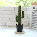 Cactus Décor Pour Votre Intérieur