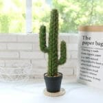 Cactus Décor Pour Votre Intérieur