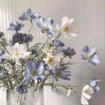 Camomille – Tisane Apaisante Et Relaxante