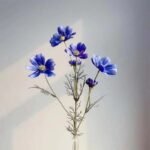 Camomille – Tisane Apaisante Et Relaxante