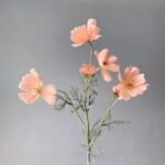 Camomille – Tisane Apaisante Et Relaxante
