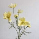 Camomille – Tisane Apaisante Et Relaxante