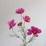 Camomille - Tisane Apaisante Et Relaxante - Mauve