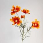 Camomille – Tisane Apaisante Et Relaxante