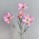 Camomille – Tisane Apaisante Et Relaxante