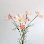 Camomille - Tisane Apaisante Et Relaxante - Rose Clair