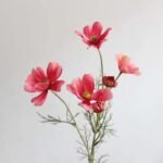 camomille tisane apaisante et relaxante rouge 697 2