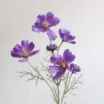 Camomille – Tisane Apaisante Et Relaxante