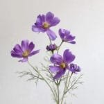 Camomille - Tisane Apaisante Et Relaxante - Violet