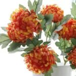 Chrysanthème – élégance Florale Intemporelle