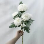 Chrysanthème – élégance Florale Intemporelle