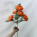 Chrysanthème – élégance Florale Intemporelle