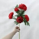 Chrysanthème - élégance Florale Intemporelle - Rouge