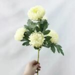 Chrysanthème – élégance Florale Intemporelle
