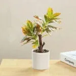 Croton Artificiel En Pot Pour Une Touche De Verdure Intérieure
