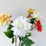 dahlia fleur eclatante et elegante pour vos espaces 472 1