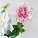 dahlia fleur eclatante et elegante pour vos espaces 480 1