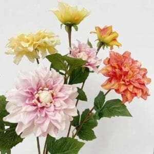 Dahlia - Fleur éclatante Et élégante Pour Vos Espaces