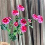 Dahlia Pompon: Fleurs Colorées Pour Décoration Et Jardinage