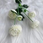 dahlia pompon fleurs colorees pour decoration et jardinage blanc 657 1