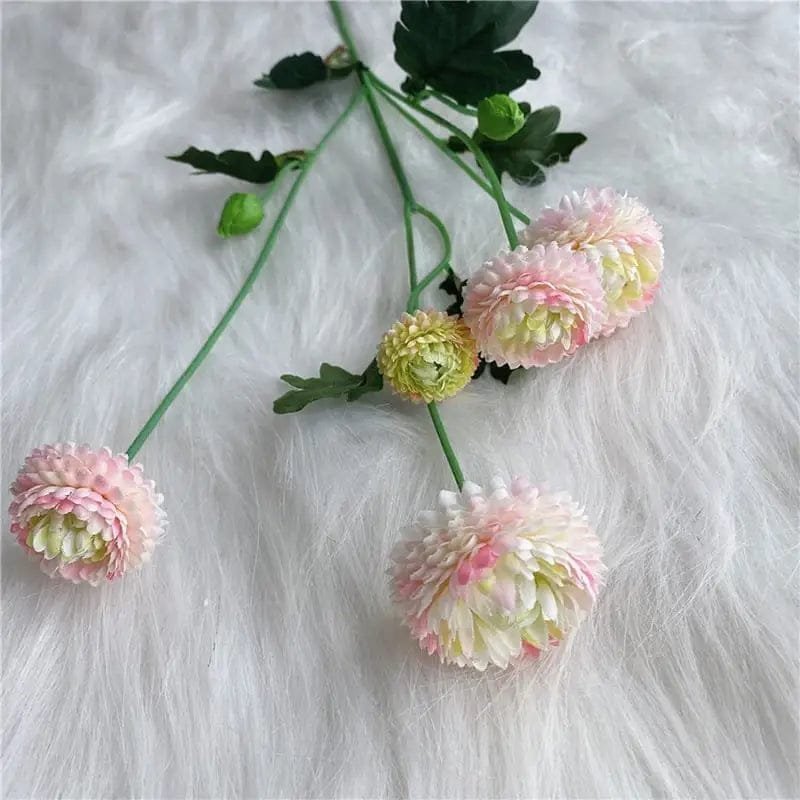dahlia pompon fleurs colorees pour decoration et jardinage rose 440 1