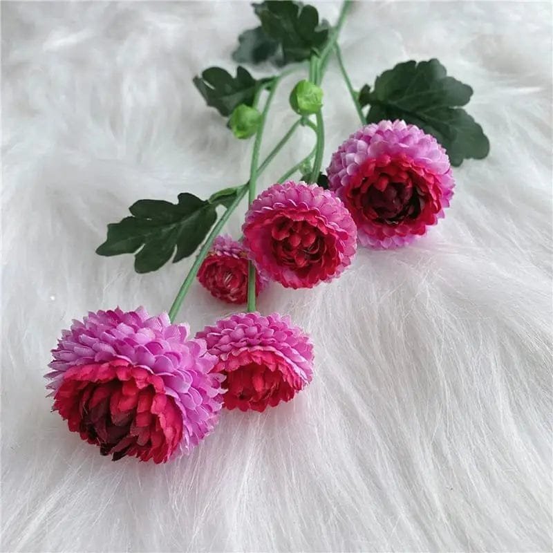 dahlia pompon fleurs colorees pour decoration et jardinage rose 702 1