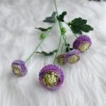 dahlia pompon fleurs colorees pour decoration et jardinage violet 851 1