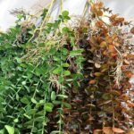 Eucalyptus Artificiel – Plante Décorative Naturelle Et Durable