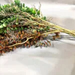 Eucalyptus Artificiel - Plante Décorative Naturelle Et Durable