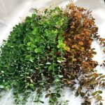 Eucalyptus Artificiel – Plante Décorative Naturelle Et Durable