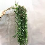 Eucalyptus Artificiel – Plante Décorative Naturelle Et Durable