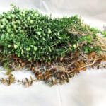 Eucalyptus Artificiel - Plante Décorative Naturelle Et Durable
