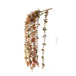 Eucalyptus Artificiel - Plante Décorative Naturelle Et Durable