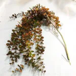Eucalyptus Artificiel - Plante Décorative Naturelle Et Durable - Marron