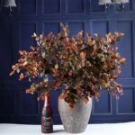 Eucalyptus Automne : Parfum Naturel Et Revigorant Pour Votre Intérieur