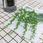 Eucalyptus : Huile Essentielle Pure Et Apaisante