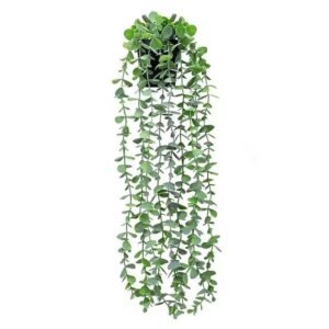 Eucalyptus Naturel