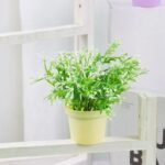 Fausse Plante D&rsquo;Intérieur En Pot Sans Entretien