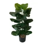 Fausse Plante Réaliste Pour Décorer Votre Intérieur