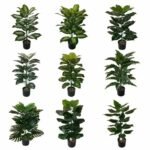 Fausse Plante Intérieur Style Exotique Ou Traditionnel