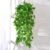 Pothos