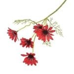 Fausses Marguerites Marguerite Pour Une Décoration Florale élégante