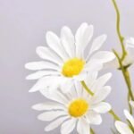 Fausses Marguerites Marguerite Pour Une Décoration Florale élégante