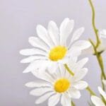Fausses Marguerites Marguerite Pour Une Décoration Florale élégante